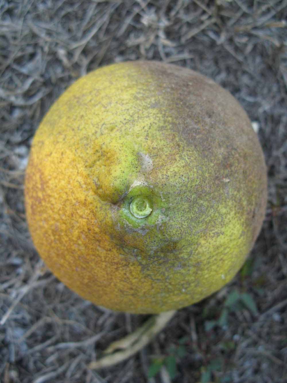              Fruit (Winter Haven, FL)       